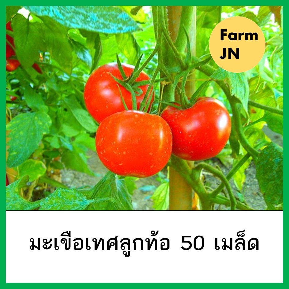 เมล็ดมะเขือเทศลูกท้อ เมล็ดผัก 5 บาท เมล็ดพันธุ์จาก FarmJN