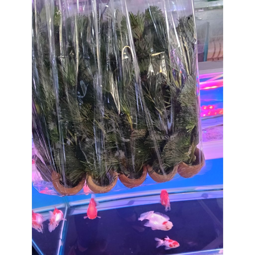 สาหร่ายหางกระรอกกระถางพร้อมส่งขายยกถุง 1 ถุงมี 10 กระถาง