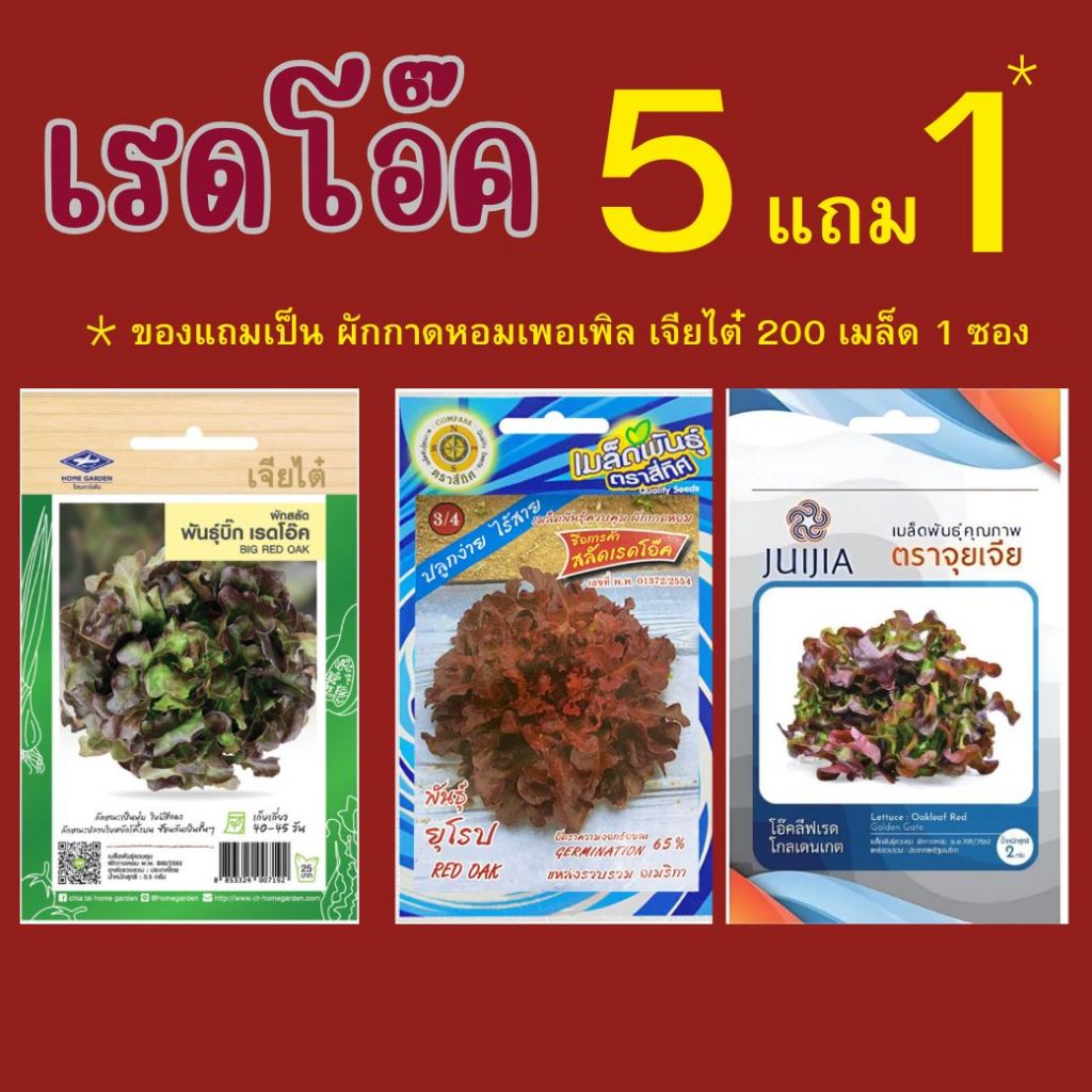 เมล็ดเรดโอ๊ค ซื้อ 5 แถม 1 (ของแถมเป็น ผักกาดหอมเพอเพิลเจียไต๋ 200 เมล็ด 1 ซอง)