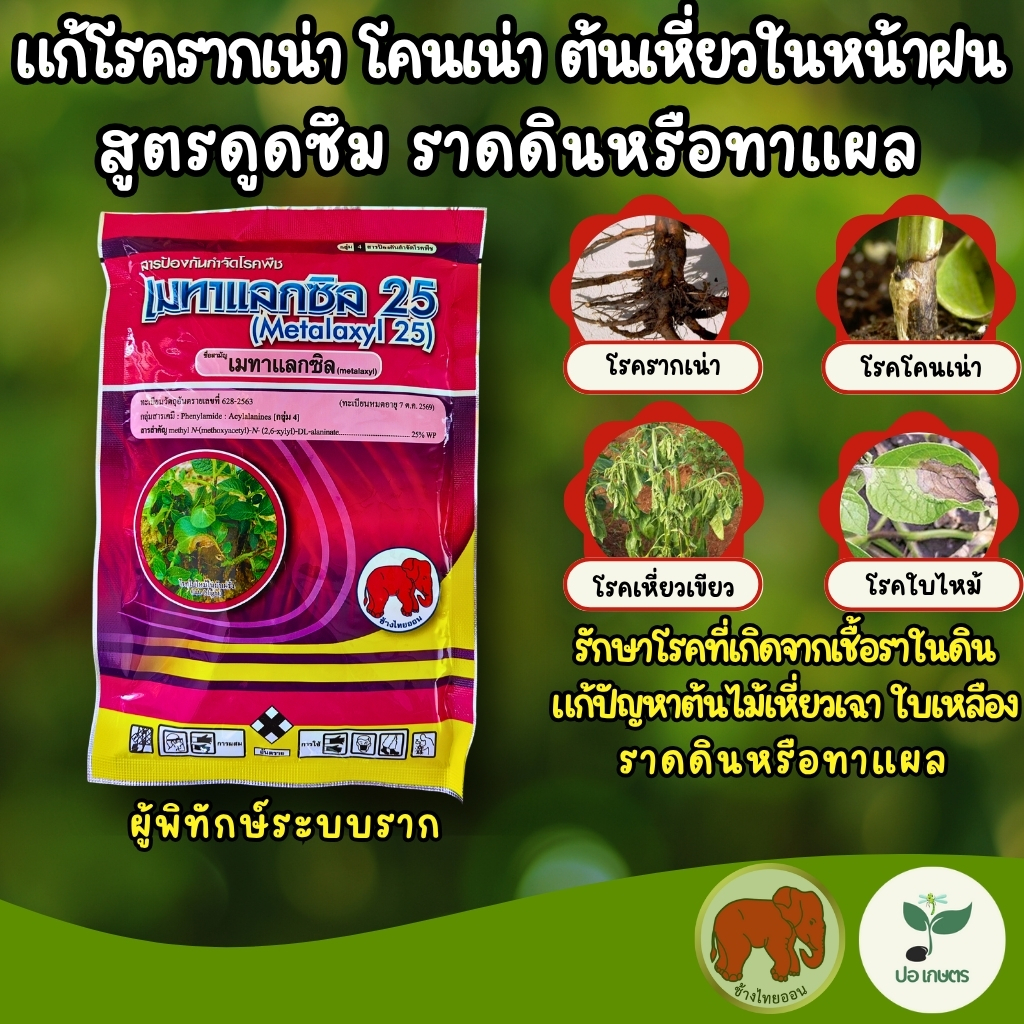เมทาแลกซิล 25 (100 กรัม) ยาแก้โรครากเน่า โคนเน่า ต้นเหี่ยวในหน้าฝน สูตรดูดซึม ราดดินหรือทาแผล