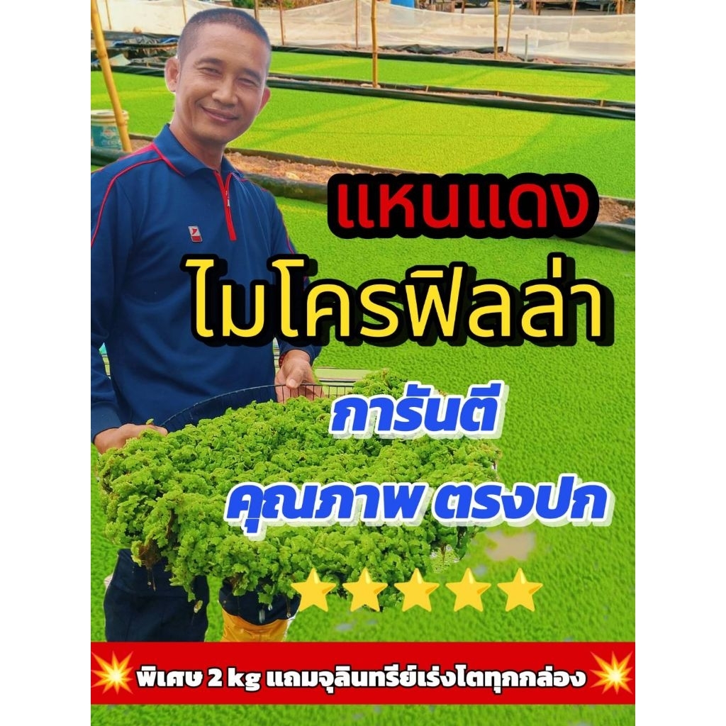 แหนแดงไมโครฟิลล่า ชุด2 กิโลกรัม +💥แถม จุลินทรีย์เร่งโต 300 ml☘️🎯 ตรงปกดอกใหญ่ ส่งไว ทุกวัน