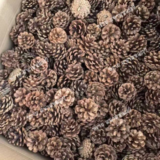 ลูกสนธรรมชาติ (Natural Pine Cones) ปลอดภัยสำหรับนกแก้วและแฮมสเตอร์ 🐦🐹