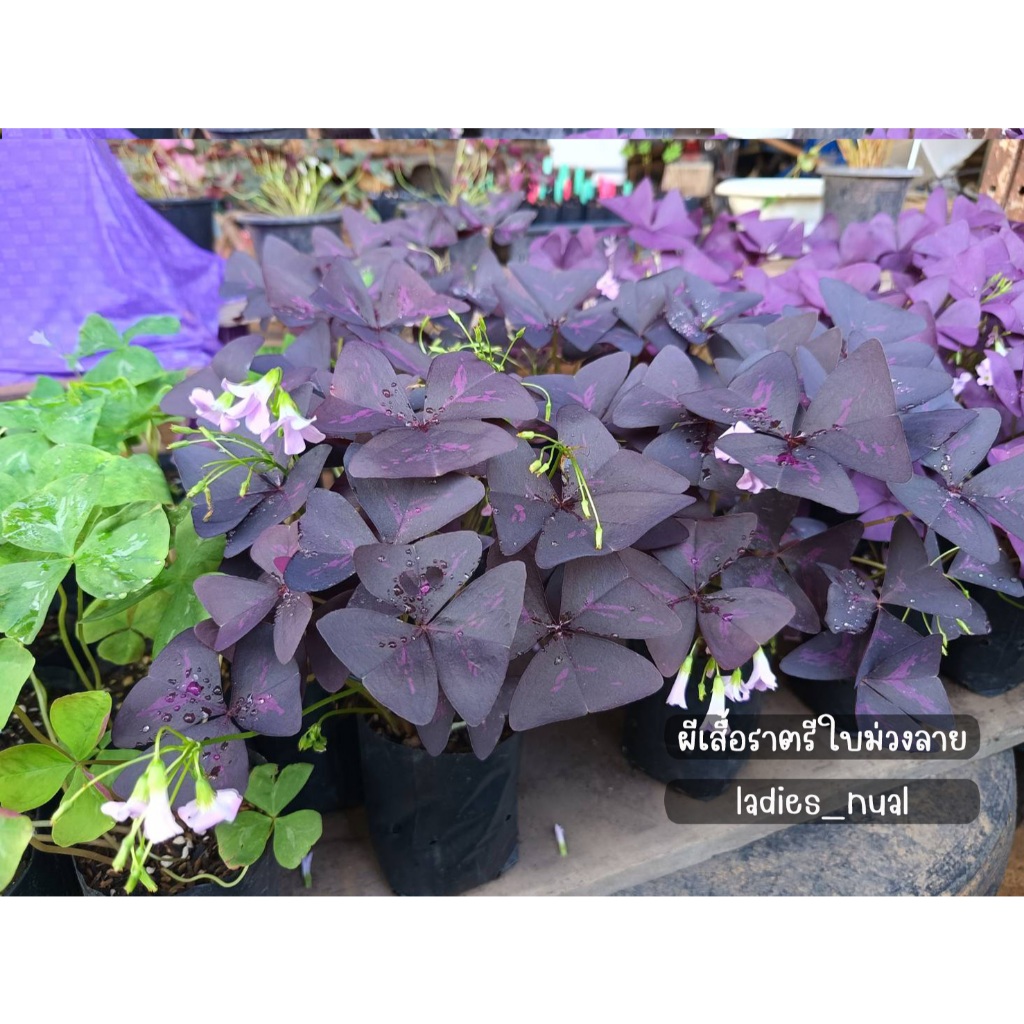 ผีเสื้อราตรี Oxalis triangularis ใบม่วงลายดอกม่วงอ่อน ในถุงเพาะชำพร้อมลงกระถาง