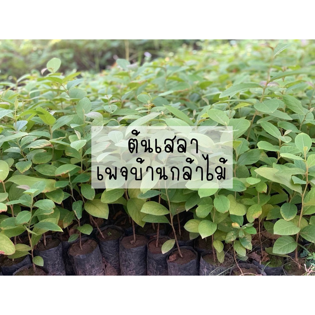 ต้นเสลา 💜 ไม้ดอก 🎉ต้นแข็งแรง สวย ราคาถูก พร้อมปลูก เกิดการเสียหาย รับผิดชอบทุกรณี