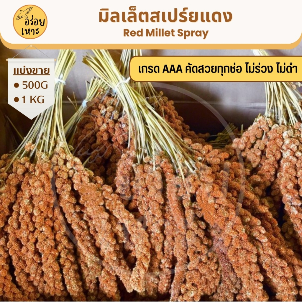 มิลเล็ตสเปรย์แดง อาหารนกแก้ว หนูแฮมสเตอร์ และสัตว์ฟันแทะ Red Millet Spray (แบ่งขาย 500G / 1KG) - รูปที่ 2