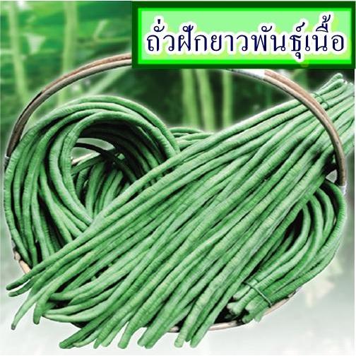 60+ เมล็ด เมล็ดถั่วฝักยาวพันธุ์เนื้อ (ปลูกง่าย อัตรางอก 85% ลักษณะเด่นคือฝักอวบ เนื้อหนา กรอบอร่อย รสชาติดี ออกฝักดก)