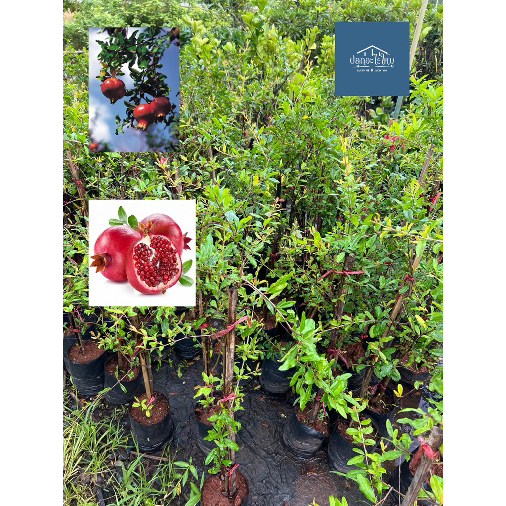 ต้นทับทิมแดงมารวย กิ่งตอน (Pomegranate tree)รากแน่น แข็งแรงพร้อมลงปลูก สูง 60 cm ขึ้นไป