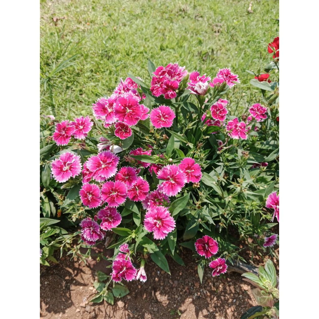 ต้นกล้าผีเสื้อ Dianthus พันธุ์ไอดีล พันธุ์ที่นิยมปลูก-ดอกไม้กินได้