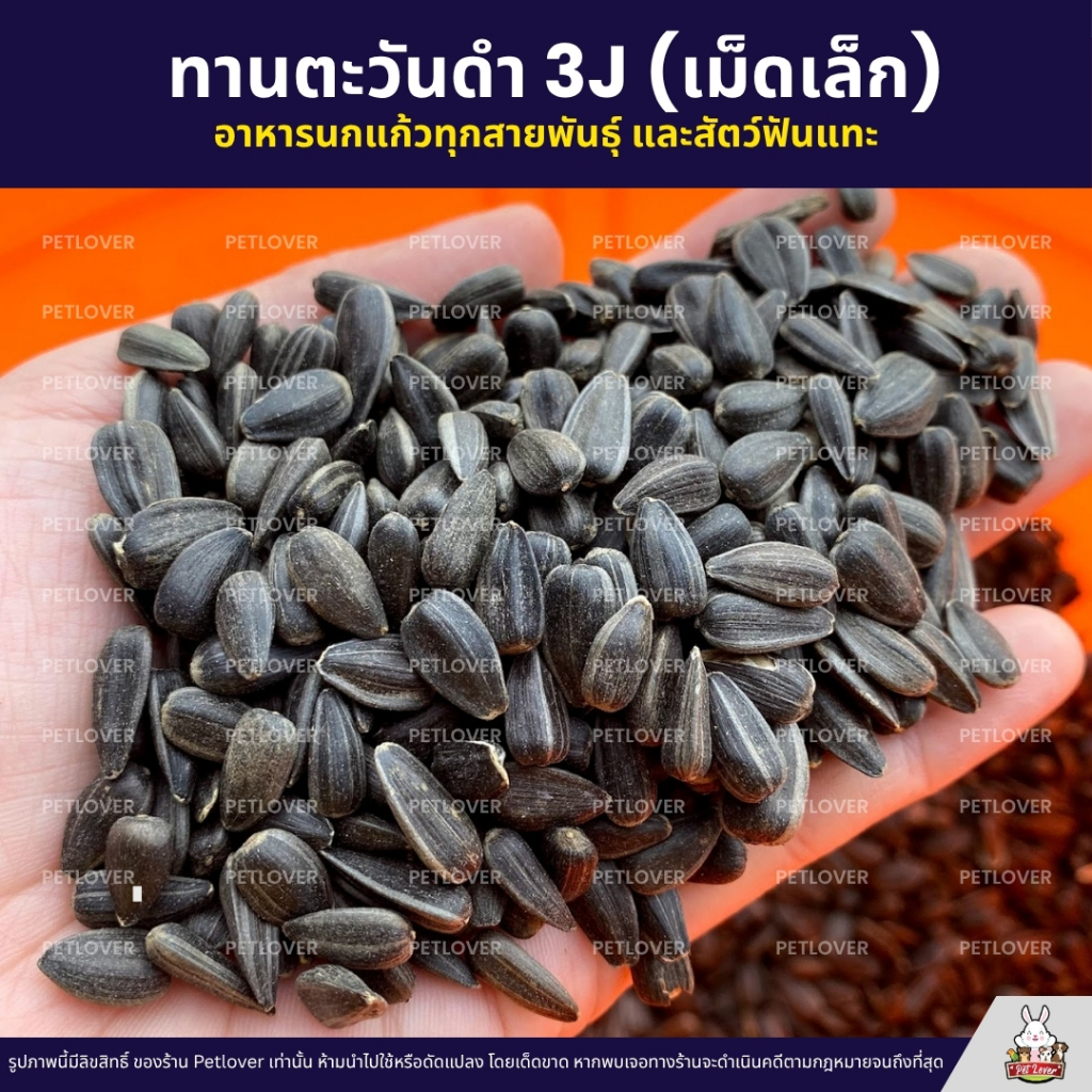 (5KG/10KG) ทานตะวันดำ 3J เม็ดเล็ก เกรดA อาหารนกแก้ว และสัตว์ฟันแทะ สะอาด ร่อนฝุ่นทุกถุง ราคา ถูกที่สุด ดีลบีเคเค แกลเลอรีภาพที่ 3