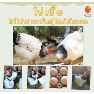 ไข่เชื้อไก่ไข่ไลท์ชัชเชค ชุด 5 ฟอง รับประกันเชื้อ 80 เปอร์เซ…
