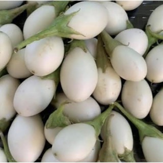 เมล็ดพันธุ์มะเขือไข่เต่าขาว 70 เมล็ด(5แถม1)