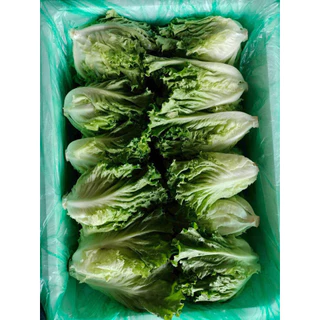 ผักกาดหอม (สารพัดเมนู)