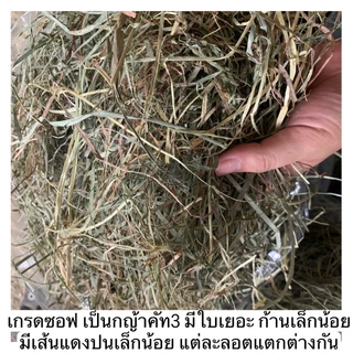 📌ขายขาดทุน 6 เดือน📌ทิมโมธี ยกฟ่อน เกรดลัคชูรี่ 25-29กก