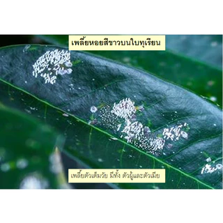 (ผงสีฟ้า) อะซีทามิพริด 20% SP พินแลนด์ ขนาด 1 กิโลกรัม สารกำจัดศัตรูพืช เพลี้ยและแมลง บั่ว เพลี้ยทุกชนิด