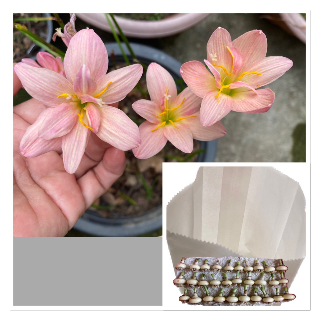 307-014.หัวดอกบัวดิน New Year หัวละ 10 บาท