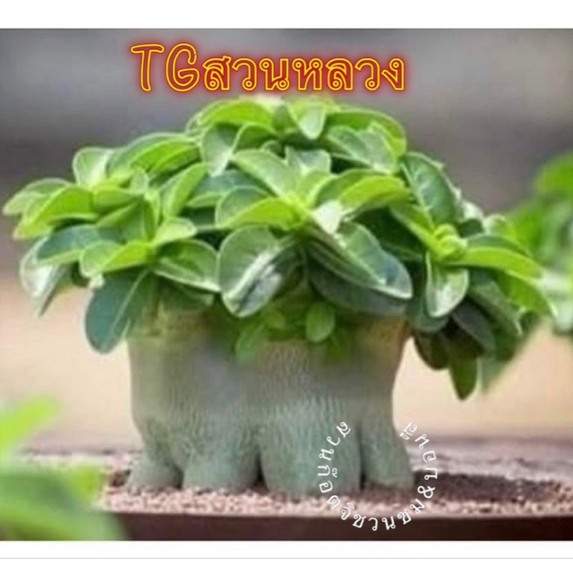 ชวนชม อราTGสวนหลวง กระถาง6นิ้วถอนส่ง