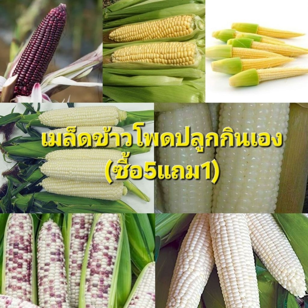 เมล็ดพันธุ์ข้าวโพด🌽ปลูกกินเอง หวาน นุ่ม (ข้าวโพดหวาน ข้าวเหนียว ฝักอ่อน แปดแถว ม่วง ฝักขาว เทียนขาว)