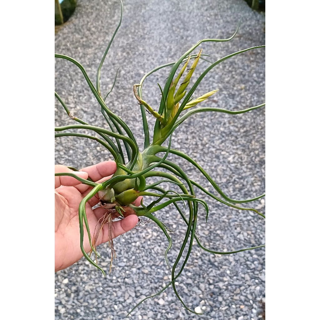 Tillandsia bulbosa airplants