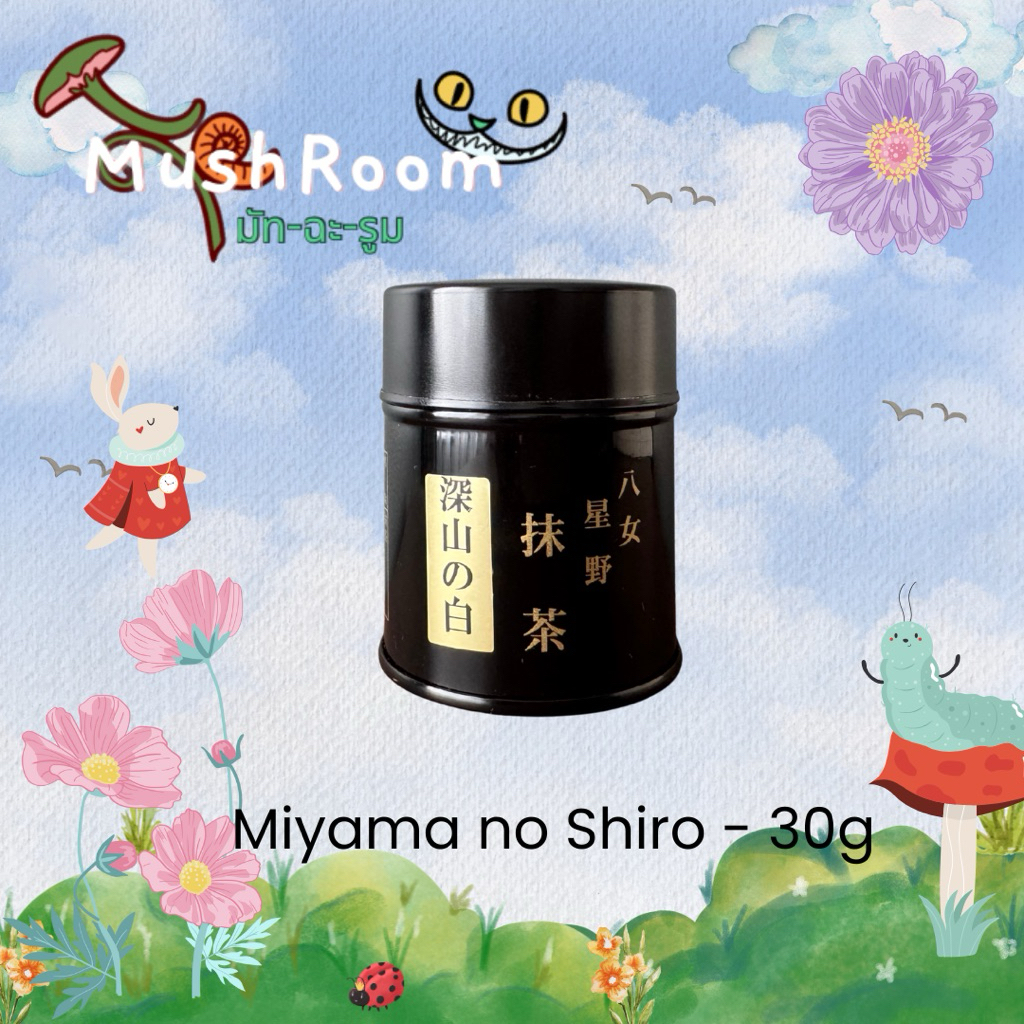 Yame Matcha, Miyama no Shiro(深山の白)