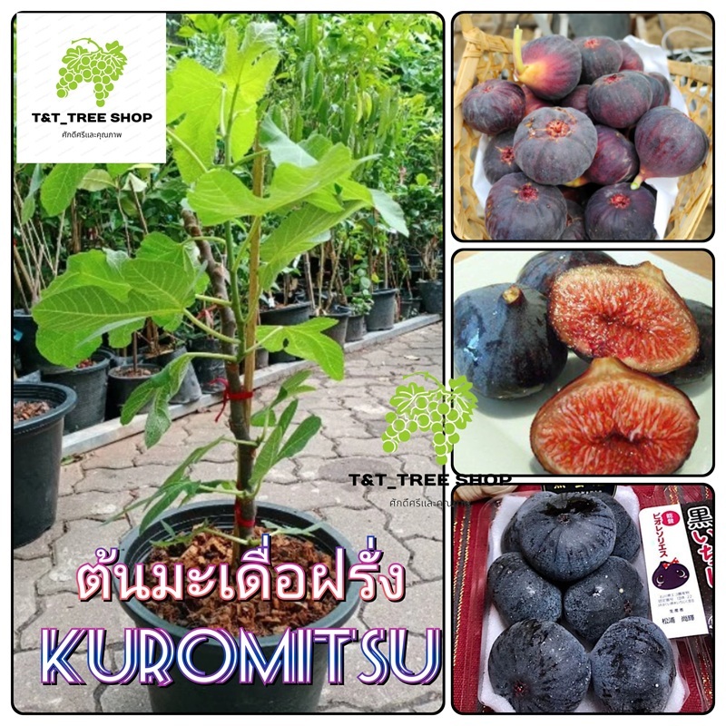 ต้นมะเดื่อฝรั่ง Kuromitsu สายพันธุ์ญี่ปุ่น ลูกใหญ่ หวานฉ่ำ หอมอร่อย ปลูกง่าย โตไว ต้นสูง 60–80 ซม