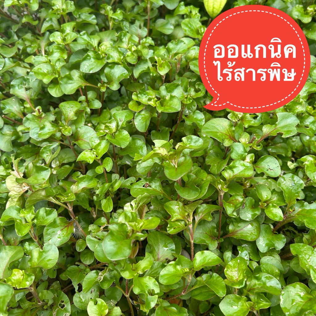 ผักวอเตอร์เรสองอแกนิค🌿 ปลูกแบบอินทรี (ตัดสดตามออเดอร์ สดใหม่ สะอาด❤️)