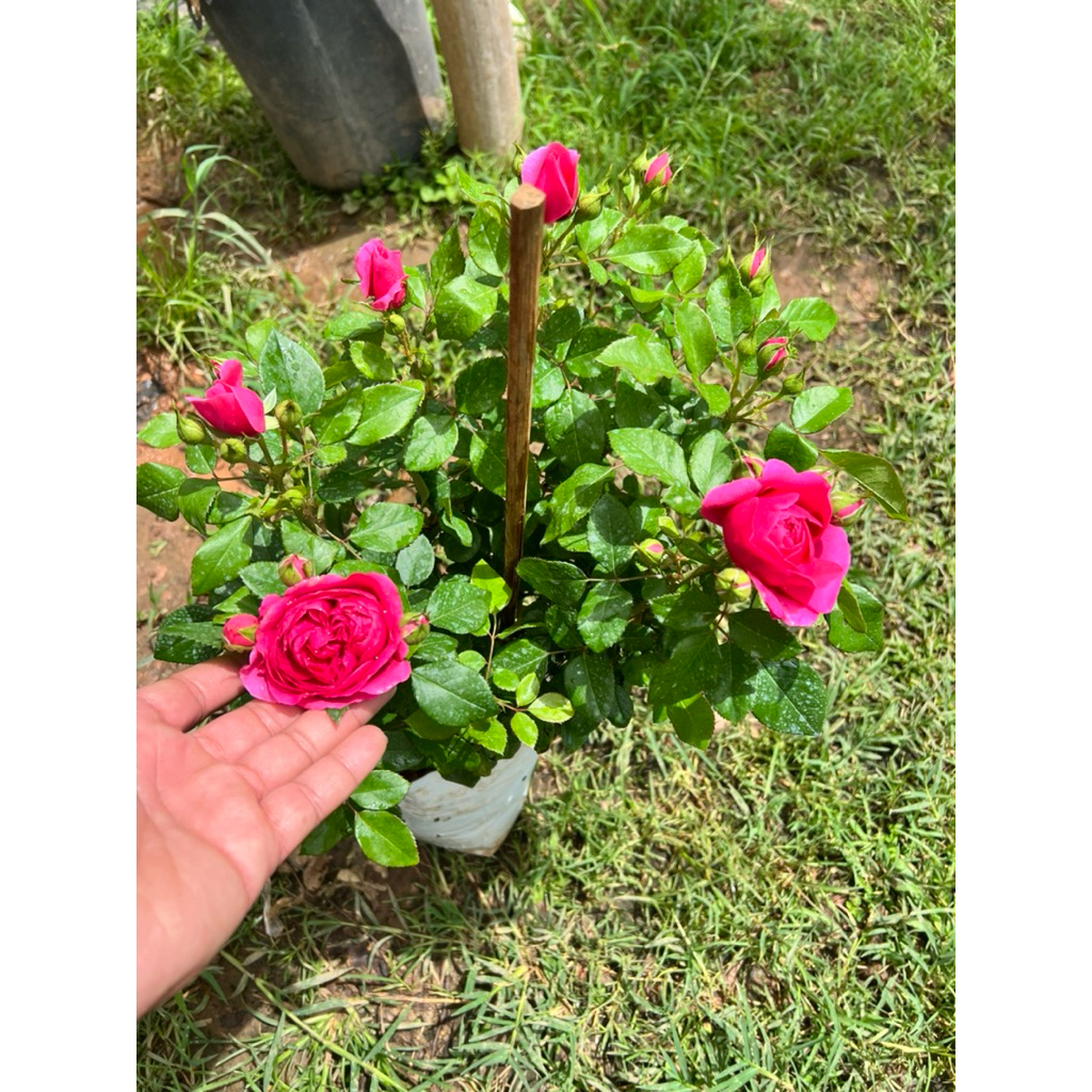 กุหลาบไวโอเลตจีเวล Violet jewel ดอกสีชมพูเข้ม