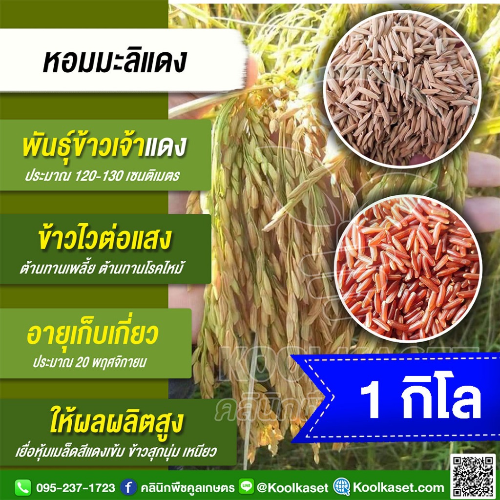 เมล็ดพันธุ์​ข้าว ทดลองปลูก หอมมะลิแดง หอมแดง ไวแสง หอม เหนียวนุ่ม สารต้านอนุมูลอิสระสูง 1 กก. คูลเกษตร KR63