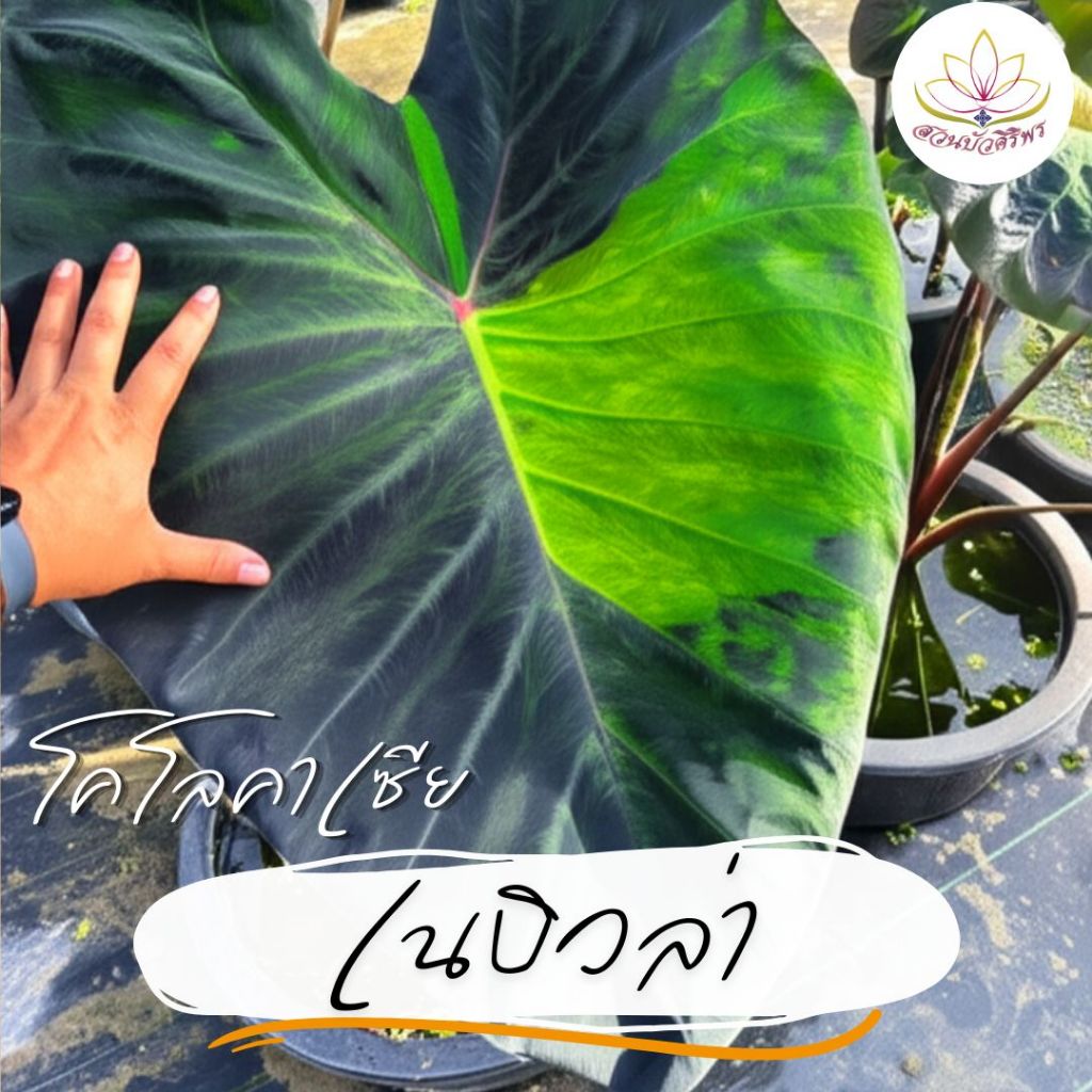 โคโลคาเซีย "เนบิวล่า" Colocasia Nebula ใบใหญ่โต้ สวย และปลูกง่าย เหมาะสำหรับตกแต่งบ้านดูอลังการ