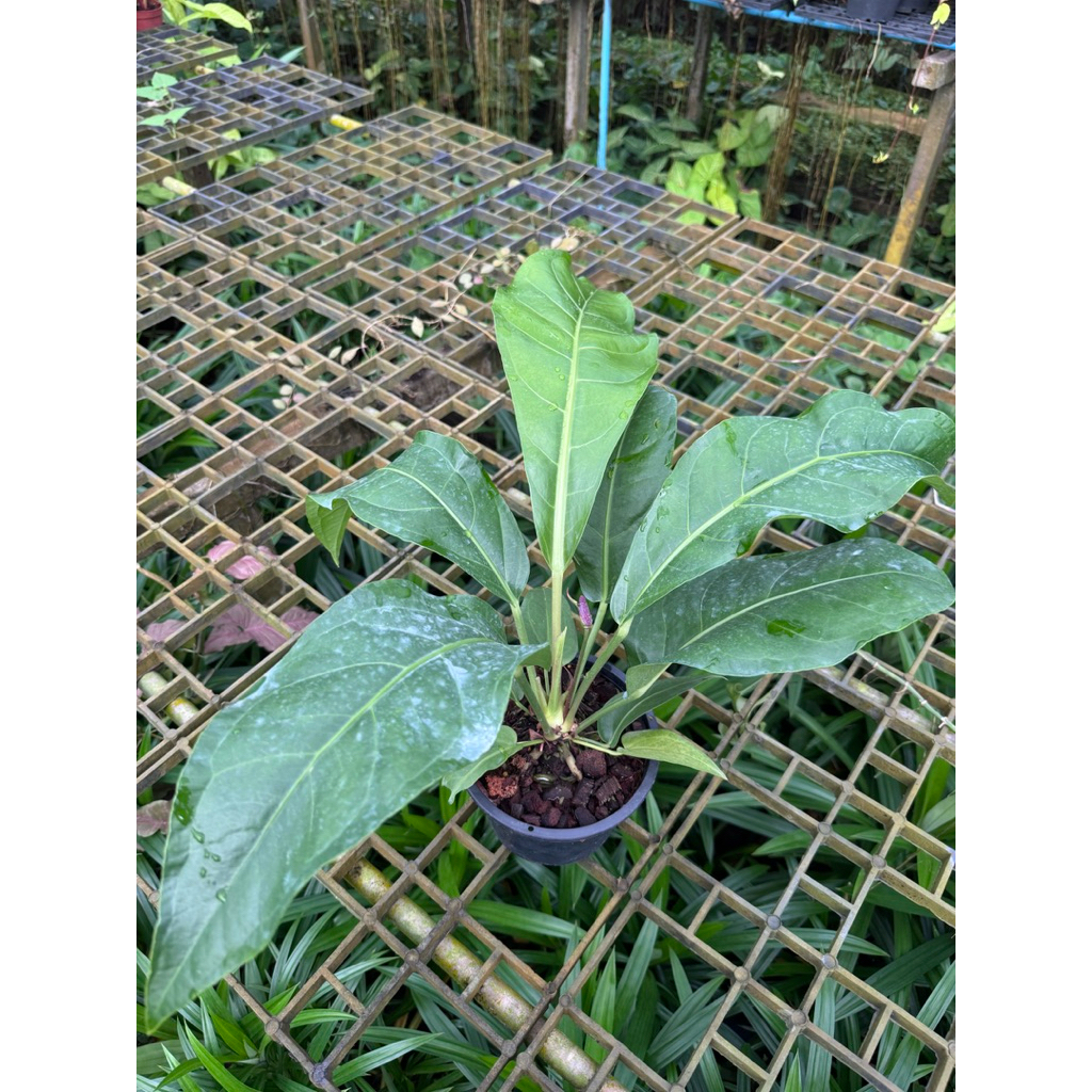 มุมมอง 6