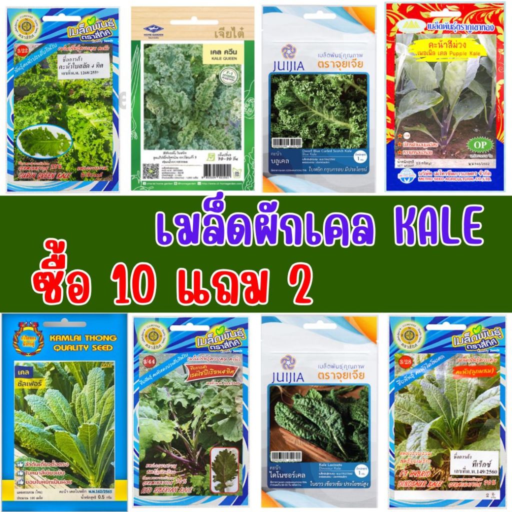 เมล็ดผักเคล ซื้อ 10 แถม 2 ส่งทุกวัน