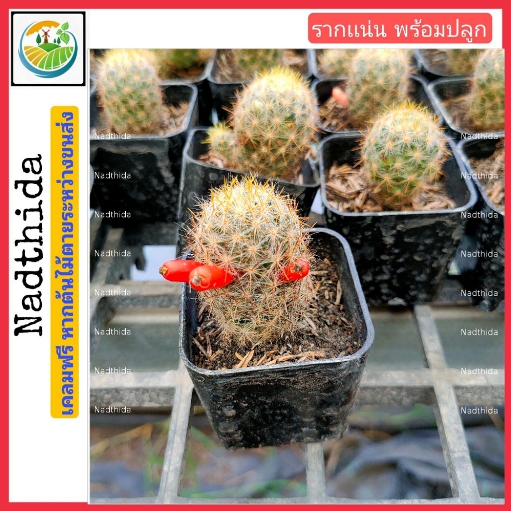 Nadthida เเมมเมล็ดพริก กระถาง2นิ้ว เเคคตัส กระบองเพชร Nadtida ต้นไม้ตายระหว่างขนส่ง เคลมฟรี