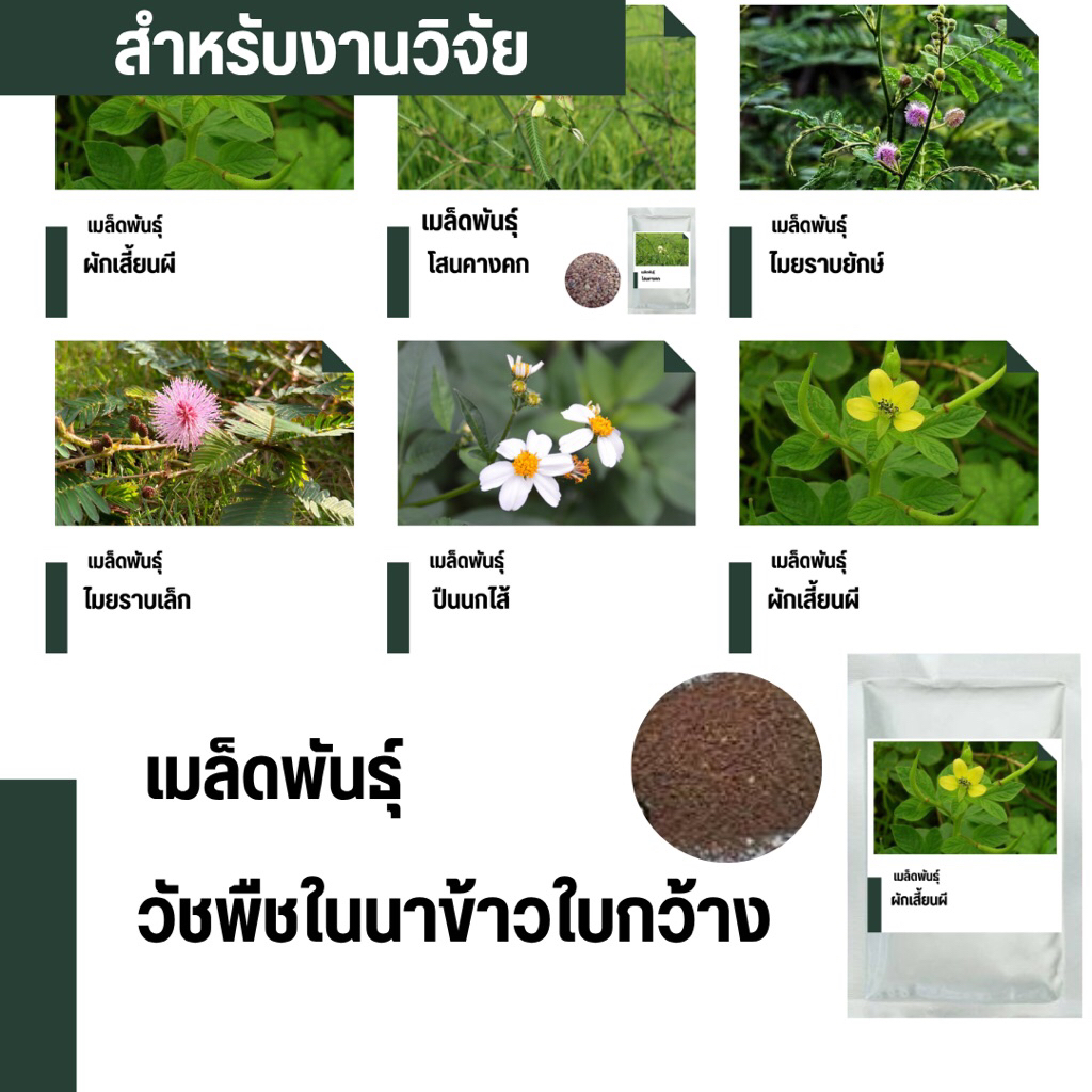 เมล็ดพันธุ์วัชพืชในนาข้าว ชนิดใบกว้าง สำหรับศึกษาวิจัย