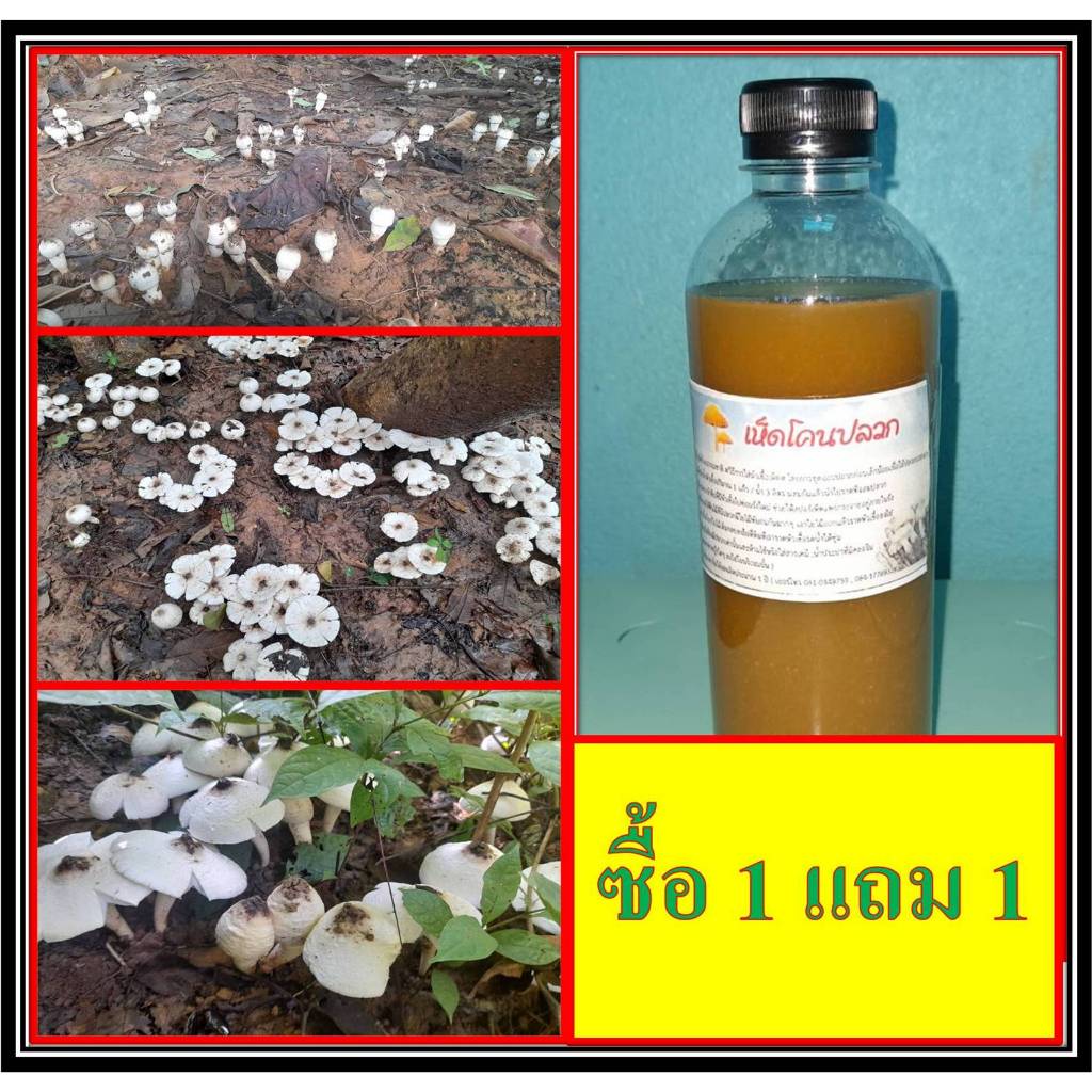 เชื้้อเห็ดโคนปลวก ซื้อ 1 แถม 1 ขนาด 500 มล.( 2 ขวด) เชื้อเห็ดเข้มข้นทุกขวด
