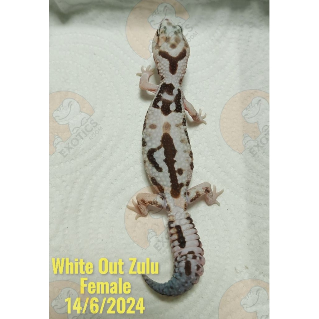 White​ Out​ Zulu​ Female​