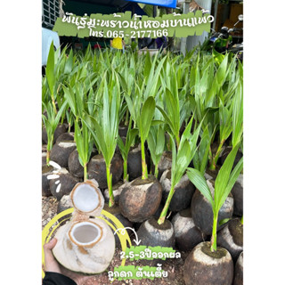 มะพร้าวน้ำหอมบ้านแพ้วต้นเตี้ย ลูกดก เจ้าของสวนขายเอง