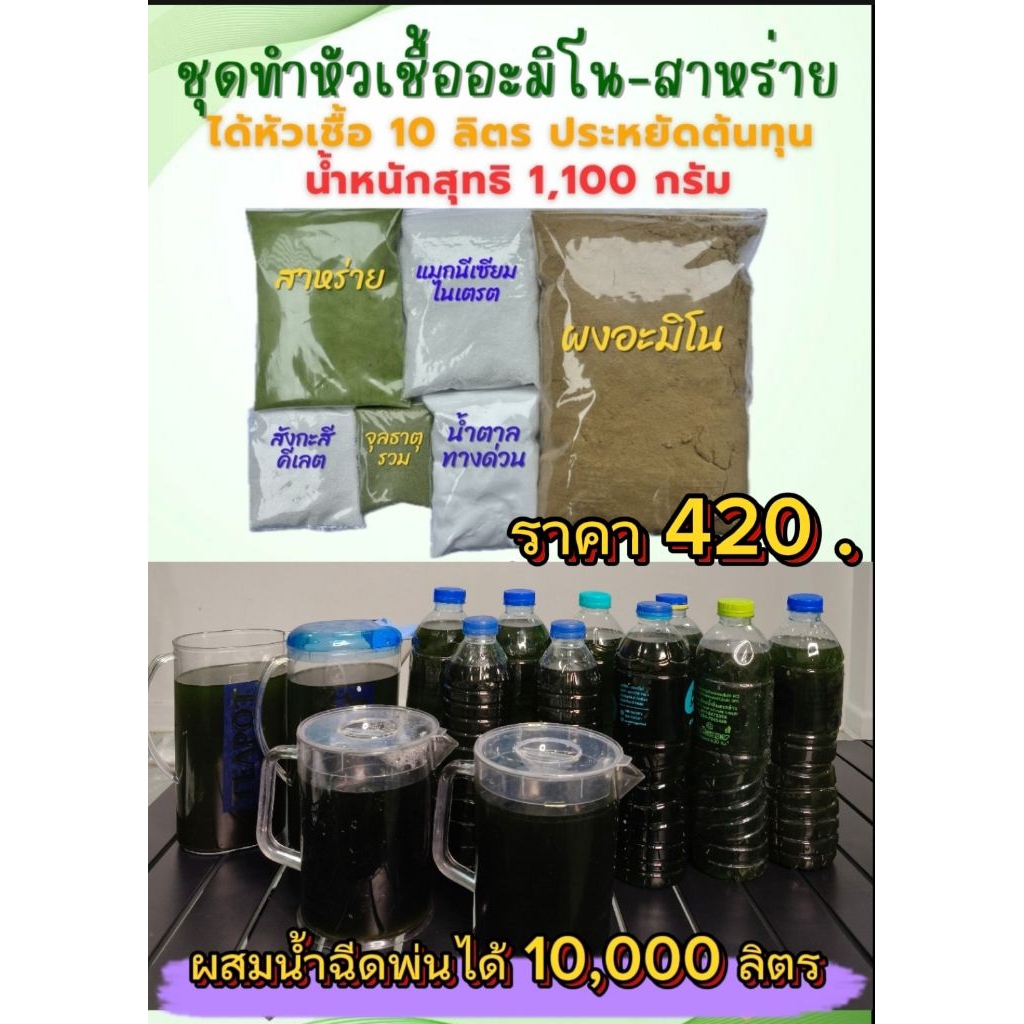 อะมิโนสาหร่าย สูตรเข้มข้นทำหัวเชื้อไว้ใช้ 10 ลิตรประกอบด้วยอะมิโน สาหร่าย แมกนีเซียม สังกะสี น้ำตาลทางด่วน ทานอาหารรวม