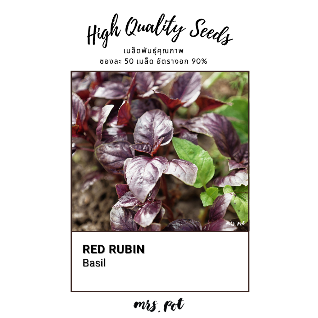 เมล็ดนำเข้า Basil Red Rubin รหัส045