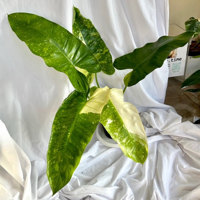 Philodendron jose buono ฟิโลจอสบรูโน่