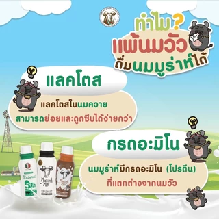 ST Murrah Milk (นมควายมูร่าห์แบบสเตอริไรส์) | เสริมโปรตีน แคลเซียม สูงเร็ว โตไว