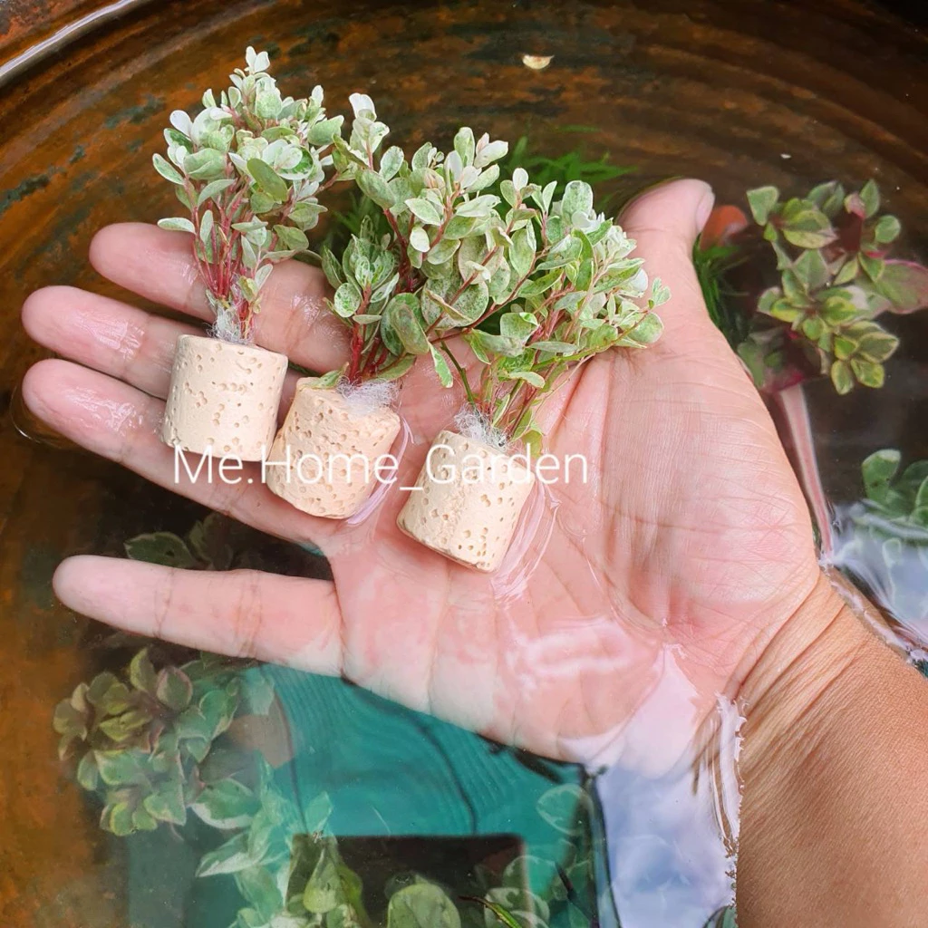 🌱🌱ต้นฟิลลาทัส 🌱🌱 ตัดสด พร้อมหลอดเซรามิกค์ สำหรับจัดสวนขวด, ตู้ครึ่งบกครึ่งน้ำ, Paludarium ,สวนถาด