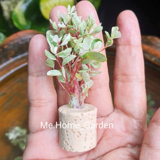 🌱🌱ต้นฟิลลาทัส 🌱🌱 ตัดสด พร้อมหลอดเซรามิกค์ สำหรับจัดสวนขวด, ตู้ครึ่งบกครึ่งน้ำ, Paludarium ,สวนถาด