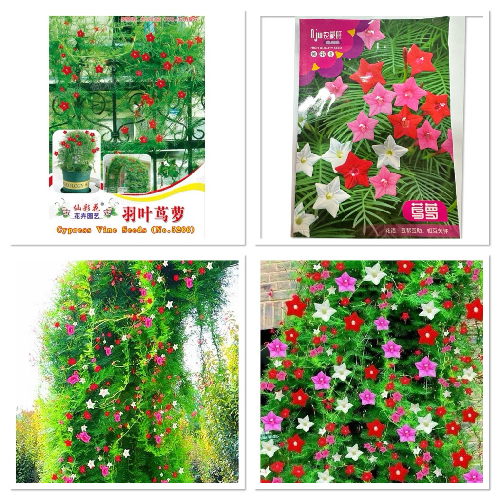เมล็ดพันธุ์ ดาวนายร้อย คละสี บรรจุ 10 เมล็ด / สีแดง หรือ สนก้างปลา 30 เมล็ด เหมาะสำหรับปลูกเป็นม่านกันแดด
