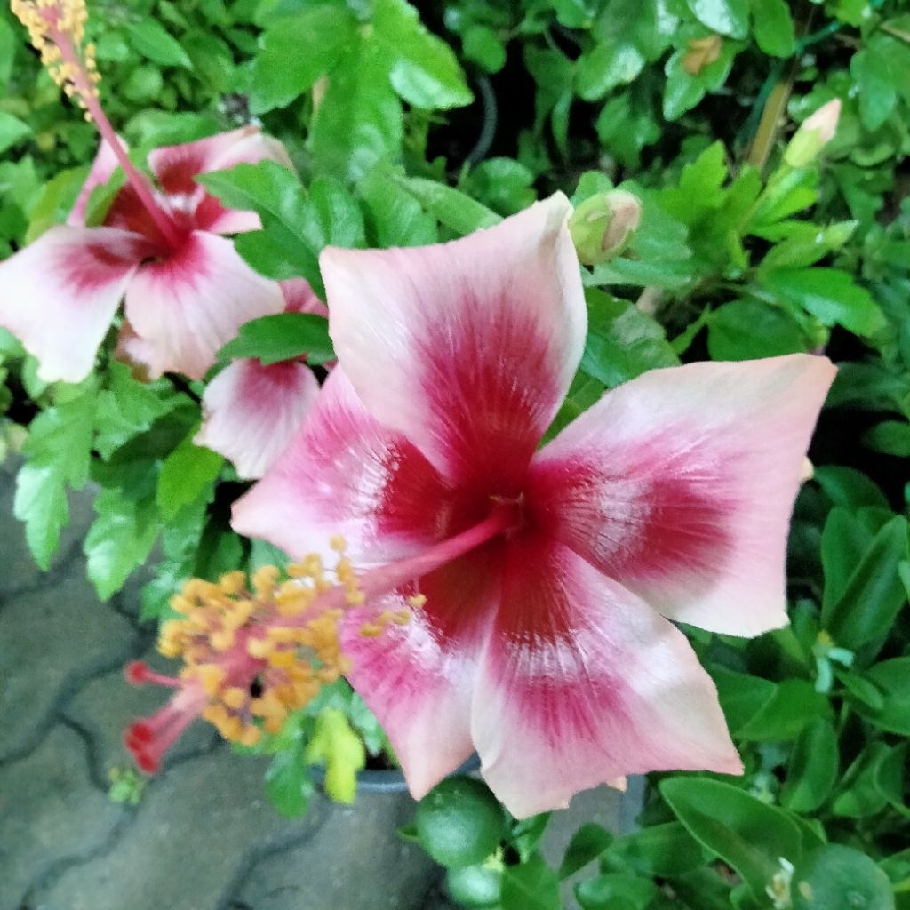 ชบาเลดี้ป๊อปสีชมพู (กระถาง 11 นิ้ว)