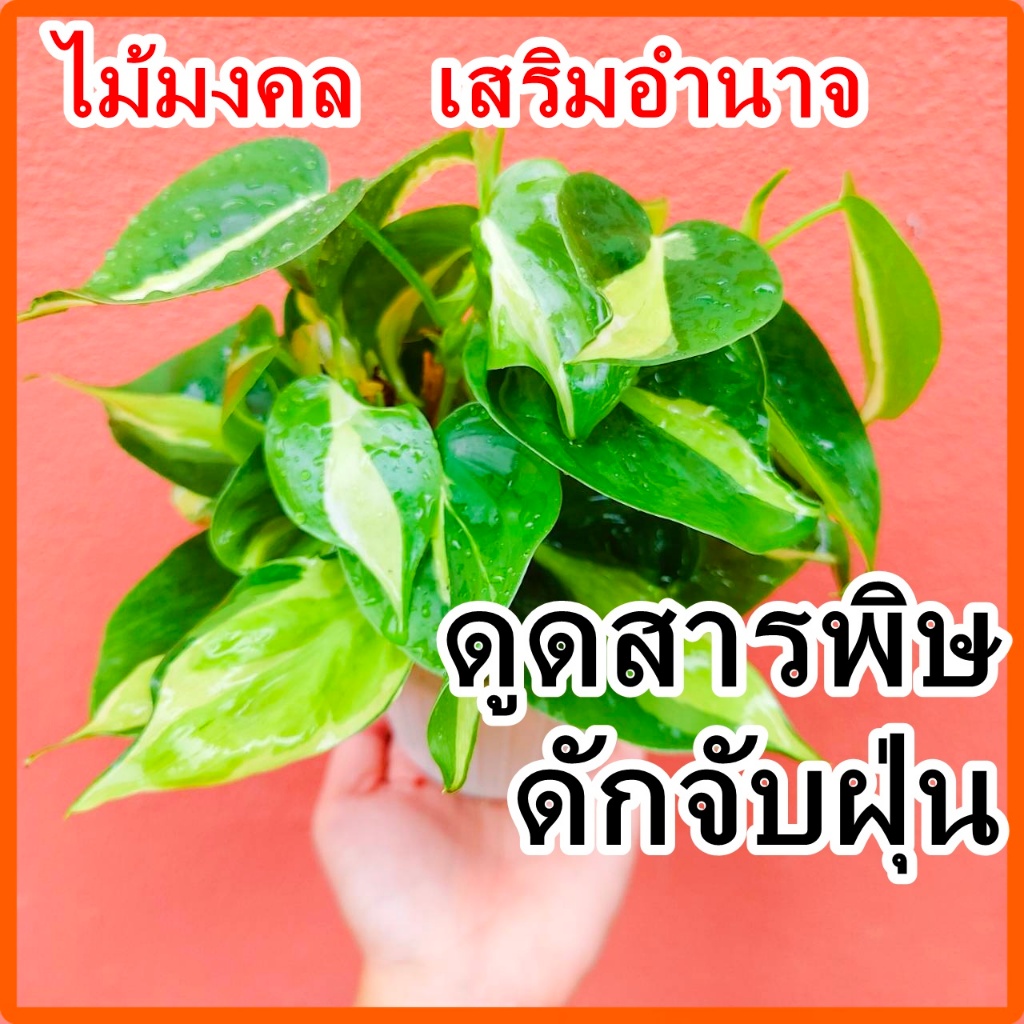 พลูบราซิล ไม้ฟอกอากาศ ไว้ห้องนอนได้💦ไม้ดักจับฝุ่น 🍃ต้นไม้ฟอกอากาศ