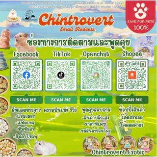 Chintrovert ✨| Guaijuan Fish Sticks ปลาเส้นลับฟัน หอม อร่อย มีประโยชน์ บำรุงขน ฟัน กระดูก | แฮมเตอร์ แฟตเทล ดอเมา ชูก้า