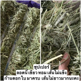 หญ้าทิมโมธีแบบปึก เส้นนิ่มใหญ่ ใบเยอะ ดอกเยอะ สำหรับกระต่าย