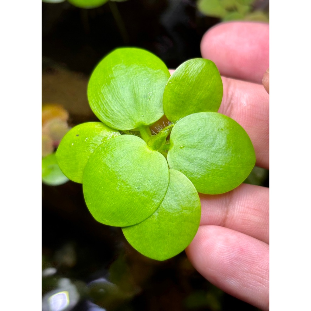 จอกเขียวญี่ปุ่นแท้ (Azolla Japonica)
