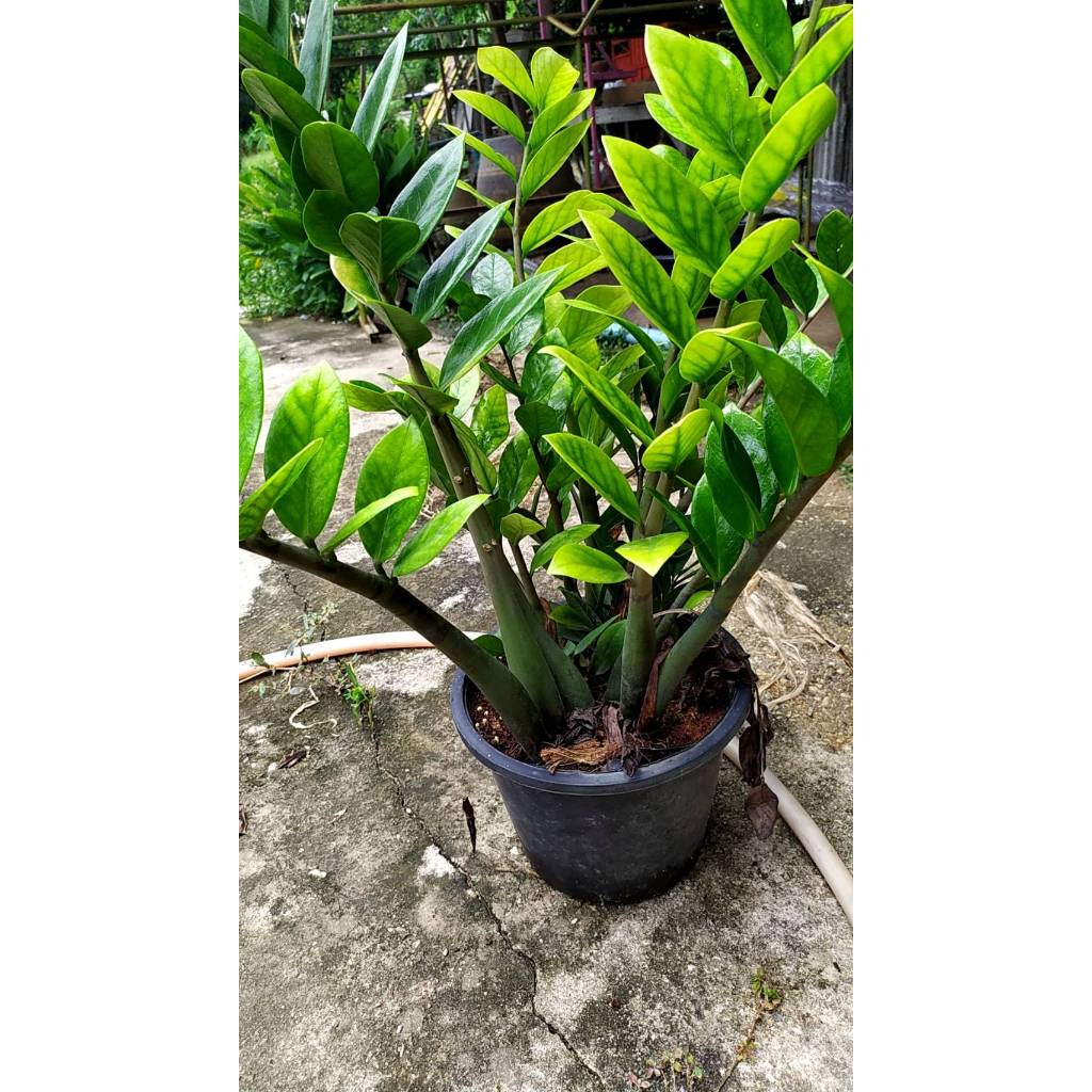 ต้นพันธุ์ กวักมรกตสีเขียว กวักมรกต  ถุงดำพร้อมปลูก 49บาท ต้นไม้มงคลนำโชค แถมช่วยฟอกอากาศในบ้านได้