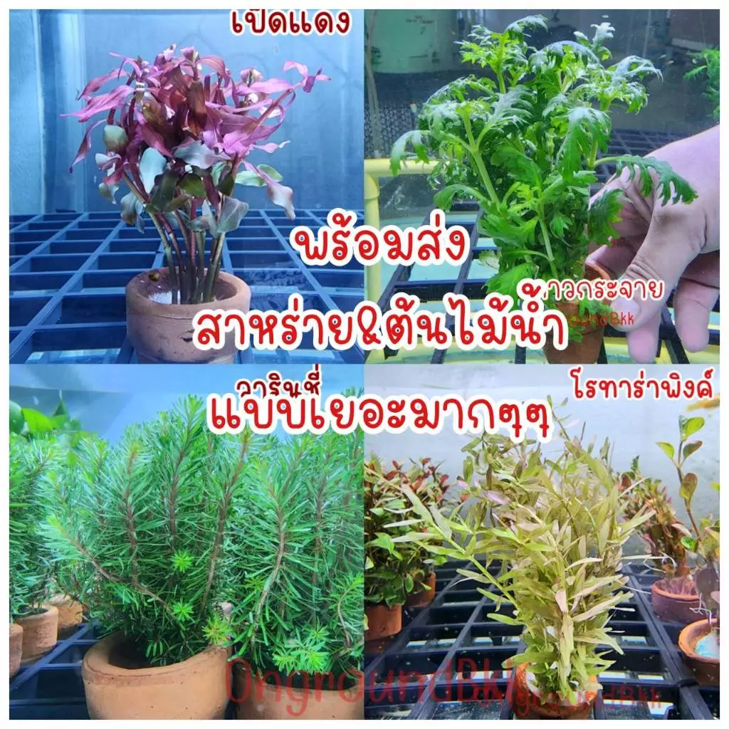 🌿พร้อมส่ง ต้นไม้น้ำ สาหร่ายหางกระรอก สาหร่ายพุงชะโด สาหร่ายเดนซ่า ดาวกระจาย อเมซอน ผักชี พร้อมกระถาง ไม้น้ำ ต้นไม้ตู้ปลา