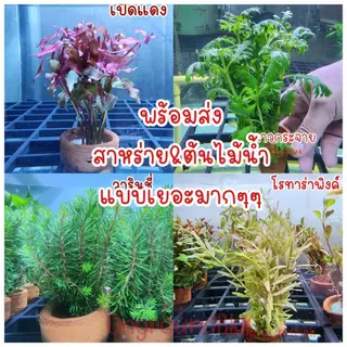 🌿พร้อมส่ง ต้นไม้น้ำ สาหร่ายหางกระรอก สาหร่ายพุงชะโด สาหร่ายเดนซ่า ดาวกระจาย อเมซอน ผักชี พร้อมกระถาง ไม้น้ำ ต้นไม้ตู้ปลา